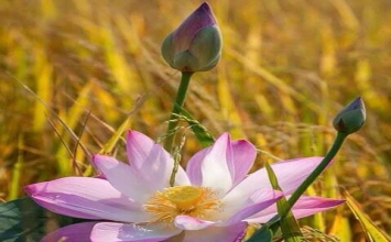 Đừng để mình trở thành kẻ phụ tình
